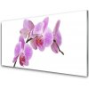 Obraz na akrylátovom skle Kvety rastlina príroda 100x50 cm Obraz na akrylátovom skle Kvety rastlina príroda 100x50 cm