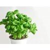BIO Bazalka, kvetináč 12 cm BIO Bazalka, kvetináč 12 cm