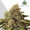 Auto Seeds - Godfather OG Auto 5 ks - Semienka neobsahujú THC Auto Seeds - Godfather OG Auto 5 ks - Semienka neobsahujú THC