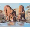 Zuty – Maľovanie podľa čísel – Mladý lev a levice U Napájadla (D. Rusty Rust), 40 × 50 cm, plátno 8596530175124 Zuty – Maľovanie podľa čísel – Mladý lev a levice U Napájadla (D. Rusty Rust), 40 × 50 cm, plátno 8596530175124
