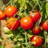 BIO Paradajka koktejlová Primavera - Solanum lycopersicum - semená paradajok - 7 ks BIO Paradajka koktejlová Primavera - Solanum lycopersicum - semená paradajok - 7 ks