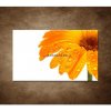 Obraz - Oranžová gerbera 90x60cm Obraz - Oranžová gerbera 90x60cm
