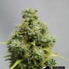 Bomb Seeds - Big Bomb 10 ks - semená neobsahujú THC Bomb Seeds - Big Bomb 10 ks - semená neobsahujú THC