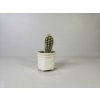 Echinopsis Echinopsis