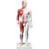 Anatomická akupunktúrna figurína so svalstvom, Dual Insight 60 cm Anatomická akupunktúrna figurína so svalstvom, Dual Insight 60 cm