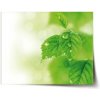 Sablio Plagát Listy 3 - 90x60 cm Sablio Plagát Listy 3 - 90x60 cm
