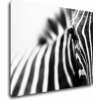 Impresi Obraz Zebra detail - 90 x 70 cm Impresi Obraz Zebra detail - 90 x 70 cm