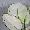 Aglaonema White Joy Aglaonema White Joy