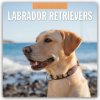 Labrador Retrievers Labrador Retriever 16-Monats 2026