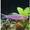 Danio ružové 10 ks - Danio rosea (Danio roseus ) Danio ružové 10 ks - Danio rosea (Danio roseus )