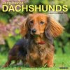 Longhaired Dachshunds 12 X 12 Wall Calendar (Brožovaná) Longhaired Dachshunds 12 X 12 Wall Calendar (Brožovaná)
