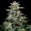 Doctors Choice - Lowryder Auto regular 5 ks - Semená neobsahujú THC Doctors Choice - Lowryder Auto regular 5 ks - Semená neobsahujú THC
