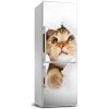 Samolepiace nálepka na chladničku stenu Mačka XL 60x180 cm Samolepiace nálepka na chladničku stenu Mačka XL 60x180 cm