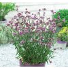 Železník argentínsky - Verbena bonariensis ´Lollipop´ Železník argentínsky - Verbena bonariensis ´Lollipop´