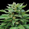 Kannabia Seeds - Karibbean Mango 3 ks - Semená neobsahujú THC Kannabia Seeds - Karibbean Mango 3 ks - Semená neobsahujú THC