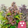 Royal Queen Seeds - Feminizovaný Mix 5 ks - Semienka neobsahujú THC Royal Queen Seeds - Feminizovaný Mix 5 ks - Semienka neobsahujú THC