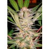Sweet Seeds S.A.D. neobsahuje THC 5 semen Sweet Seeds S.A.D. neobsahuje THC 5 semen