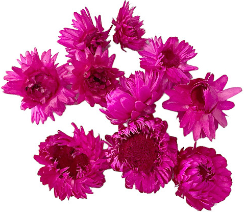 Sušené kvety slamienky hlavičky 10ks - cyklamenové