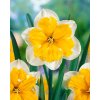 Narcis 'Magnet' 5 ks Narcis 'Magnet' 5 ks