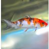 Koi kapor Sanke 14-16 cm - Cyprinus carpio Koi kapor Sanke 14-16 cm - Cyprinus carpio