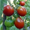 BIO Paradajka Black Trifele - Solanum lycopersicum - predaj bio semien - 7 ks BIO Paradajka Black Trifele - Solanum lycopersicum - predaj bio semien - 7 ks