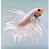Betta splendens Betta splendens