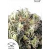 Dutch Passion Snow Bud neobsahuje THC 5 ks Dutch Passion Snow Bud neobsahuje THC 5 ks