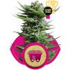 Royal Queen seeds Shining Silver Haze neobsahují THC 5 ks Royal Queen seeds Shining Silver Haze neobsahují THC 5 ks