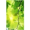 DIMEX | Vliesové fototapety na stenu Zelené listy MS-2-0107 | 150 x 250 cm | zelená + Vliesová fototapeta na stenu DIMEX Zelené listy MS20107 v rozmere 375 x 250 cm DIMEX | Vliesové fototapety na stenu Zelené listy MS-2-0107 | 150 x 250 cm | zelená + Vliesová fototapeta na stenu DIMEX Zelené listy MS20107 v rozmere 375 x 250 cm