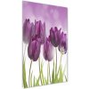Vertikálny foto obraz akrylový Fialové tulipány 50x100 cm Vertikálny foto obraz akrylový Fialové tulipány 50x100 cm
