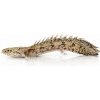 Aquascaperi Bichira Endlicherova - Polypterus / endlicheri Aquascaperi Bichira Endlicherova - Polypterus / endlicheri