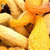 Tekvica okrasná Yellow Crookneck - Cucurbita pepo - semená - 5 ks Tekvica okrasná Yellow Crookneck - Cucurbita pepo - semená - 5 ks
