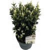Bršlen japonský FloraSelf Euonymus japonicus 'Paloma Blanca' 40-50 cm kvetináč 5 l Bršlen japonský FloraSelf Euonymus japonicus 'Paloma Blanca' 40-50 cm kvetináč 5 l