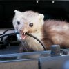 Odpudzovač hlodavcov do auta Odpudzovač hlodavcov do auta