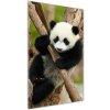 Vertikálny fotoobraz na skle Panda na strome 50x100 cm Vertikálny fotoobraz na skle Panda na strome 50x100 cm