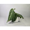 Anthurium villenaorum Anthurium villenaorum