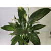 PlanBros flower Spathiphyllum Mojo (Lopatkovec) PlanBros flower Spathiphyllum Mojo (Lopatkovec)