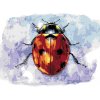 ZUTY Maľovanie podľa čísel - VEĽKÁ LIENKA Rámovanie: vypnuté plátno na rám, Rozmer: 40x50 cm ZUTY Maľovanie podľa čísel - VEĽKÁ LIENKA Rámovanie: vypnuté plátno na rám, Rozmer: 40x50 cm