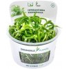 Dennerle Plants Heteranthera zosterifolia CUP - 1 ks Dennerle Plants Heteranthera zosterifolia CUP - 1 ks