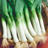 Pór Odrín F1 - Allium porrum - semená póru - 70 ks Pór Odrín F1 - Allium porrum - semená póru - 70 ks