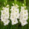 Gladiolus Sancerre Gladiolus Sancerre
