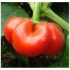 Paprika rajčatová Szuszanna - Capsicum annuum - semená papriky - 7 ks Paprika rajčatová Szuszanna - Capsicum annuum - semená papriky - 7 ks