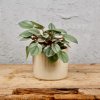 Peperomia bambino Milano baby Peperomia bambino Milano baby