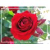 Ruža popínavá -voňavá - Rosa ´EDITH PIAF ®´ - 140/180cm Ruža popínavá -voňavá - Rosa ´EDITH PIAF ®´ - 140/180cm