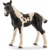 HOLLYWOOD Figúrka žriebätko Pinto (fľakaté) - Schleich - 9 cm HOLLYWOOD Figúrka žriebätko Pinto (fľakaté) - Schleich - 9 cm
