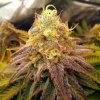 Tastebudz - Reefereshers 1 ks - Semená neobsahujú THC Tastebudz - Reefereshers 1 ks - Semená neobsahujú THC