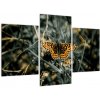 Obraz motýľa (Obraz 90x60cm) Obraz motýľa (Obraz 90x60cm)