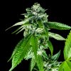 DNA Genetics - Sorbet Dreams 5 ks - semená neobsahujú THC DNA Genetics - Sorbet Dreams 5 ks - semená neobsahujú THC