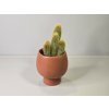 Pilosocereus chrysostele Pilosocereus chrysostele
