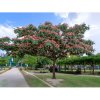 Albízia ružová (Albizia Julibrissin) - výška 130-150 cm, obvod kmeňa 6/8 cm, kont. C25L Albízia ružová (Albizia Julibrissin) - výška 130-150 cm, obvod kmeňa 6/8 cm, kont. C25L
